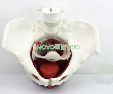 (ENOVO-127) 女性骨盆生殖器官模型醫學盆腔附件結構膀胱陰道模型