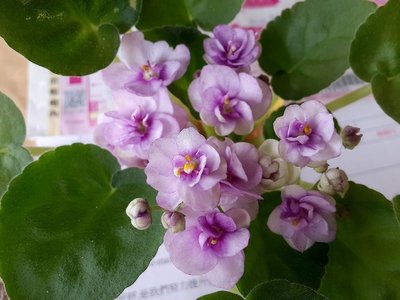 堤緣花語陶-淨化室內空氣植物-非洲紫羅蘭 Cupid's Jewel