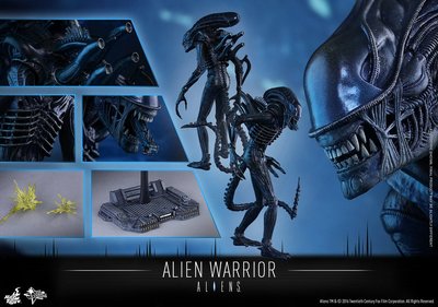 金錢貓雜貨 全新 Hot Toys 1/6 MMS354 異形2 Aliens 異形戰士 Alien Warrior
