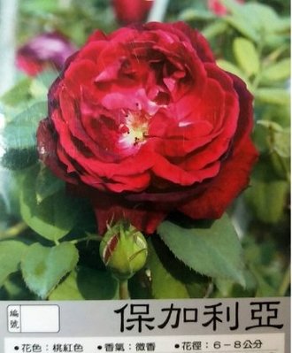 花花世界_玫瑰苗--保加利亞--紅色//3.5吋黑軟盆/高10~30公分/MA