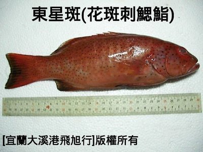 東星斑(花斑刺鰓鮨)....活魚700g以下每公斤3000,730g以上每公斤3500