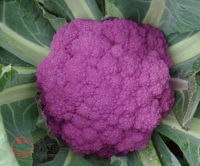 【野菜部屋~】E69 紫雲紫花椰菜種子25粒 , 富含花青素 , 結球緊實 , 每包15元~