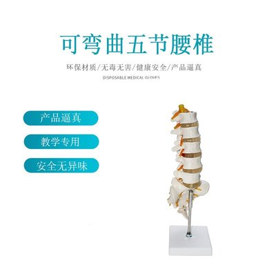 【熱賣精選】高品質人體骨骼5節腰椎可以任意彎曲可拆還神經血管模型