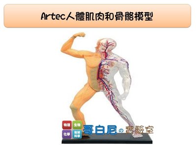 哥白尼的實驗室/生物/Artec 4D人體肌肉和骨骼模型(19.5cm)/日本製