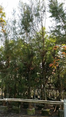 ╭＊田尾玫瑰園＊╯海濱綠籬--(木麻黃)成樹-米徑10cm5500元