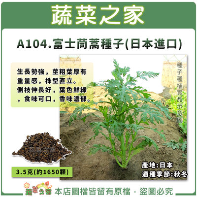 【蔬菜之家滿額免運】A104.富士茼蒿種子(日本進口) 3.5克(約1650顆)//生長勢強，莖粗葉厚有重量感。