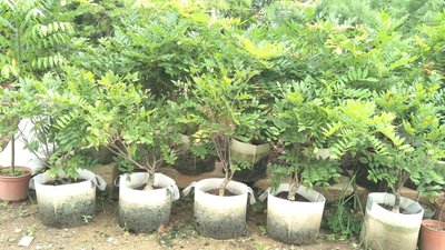 元茂園藝/日本紫藤花 十餘年樹頭 可爬花架或當成盆景栽培 直購價15000/棵