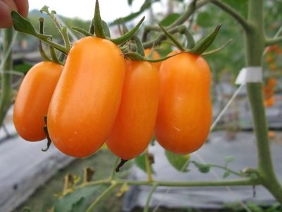 橙蜜香小番茄種子 一代交配， 甜度最高滋味好【振華育苗-挑戰網路最低價】