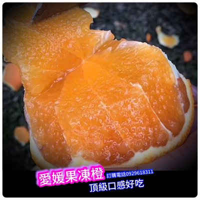 日本愛媛果凍橙《嫁接苗》愛媛果凍橙 買3棵免運費、買5棵送1棵