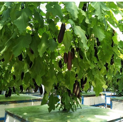 【大包裝蔬菜種子L343】茄子樹~ 連續座果強，生長速度快，皮薄肉厚，味道鮮美。
