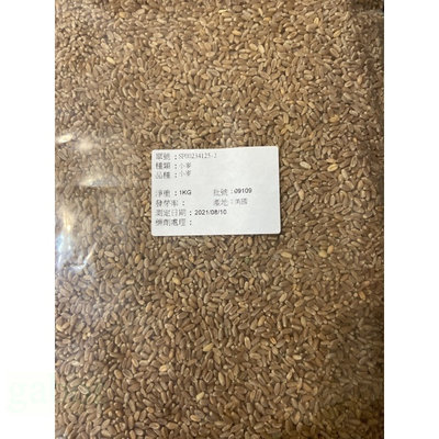 種子王國 貓草 小麥草種子【芽菜種子】分包裝種子 約1公斤/包 (分包裝種子)
