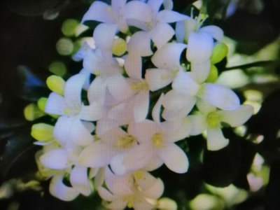 日本達摩細葉 七里香小品盆栽 喜歡全日照的環境好種植會開花結果便宜賣450元超商取貨免運費