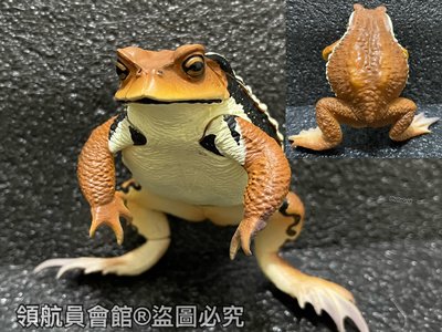 【領航員會館】單售IKIMON日本正版NTC圖鑑-巨型蟾蜍 橘色 扭蛋 公仔 癩蛤蟆 青蛙 牛蛙 動物模型 玩具 標本