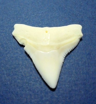 (公牛鯊嘴牙]......2.6公分鋸損虎鯊魚牙...稀有尺寸! .雪白!..標本珍藏 #6