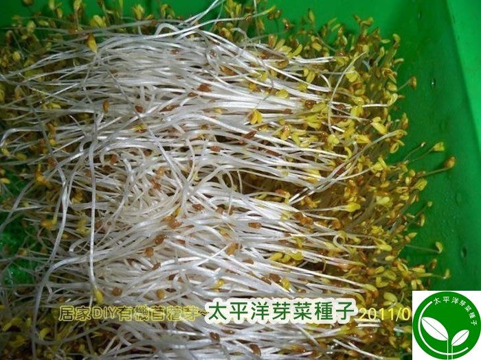 苜蓿種子 150g 紫花 可培育苜蓿芽 苜蓿草 澳洲進口苜蓿可水耕 土耕 煮食98 高發芽率 芽菜種子 Yahoo奇摩拍賣