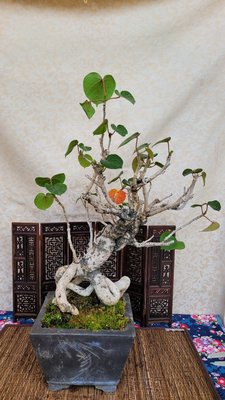 雅舍盆栽-裸根黃槿