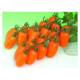 橙蜜香番茄種子(品種 橙蜜香)糖度14度以上種子1粒2元