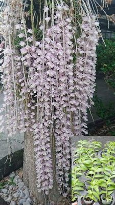 日本大天宮粗梗莖石斛瀑布蘭 最長的記錄200公分1.7吋1入