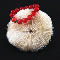 【熱賣精選】萬米海底海菊花珊瑚盤 蘑菇珊瑚擺件 消磁 代替禦守鹽