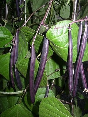【媽咪蔬果園】、蔓性紫雲豆　紫色敏豆  種子