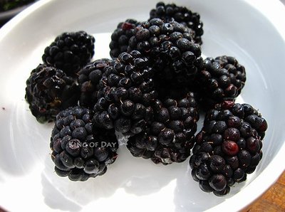 King Day 莓果種子─加州黑莓