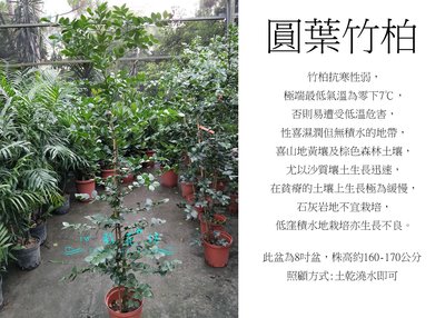 心栽花坊-圓葉竹柏/8吋盆/綠化植物/室內植物/觀葉植物/售價1200特價1000