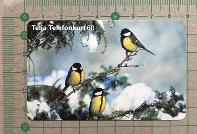 【卡庫】【鳥類】瑞典1998年，大山雀  KSE6093
