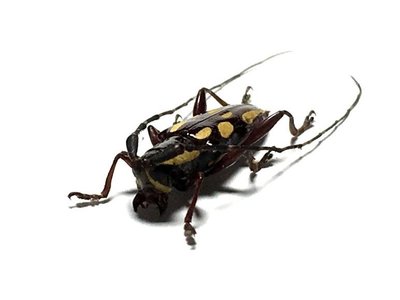 【熱賣精選】南亞雨林小天牛甲殼蟲標本珍藏
