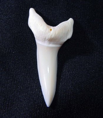 (馬加鯊嘴牙)5.6公分#2 馬加鯊魚牙!稀有未缺損.可當標本珍藏!