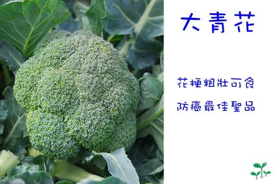 大型青花菜 花 綠花椰菜 種量可達3斤 種苗區