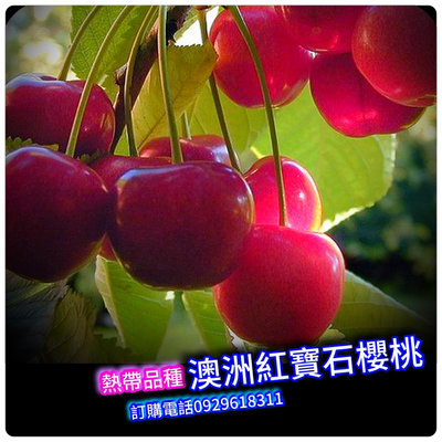 澳洲紅寶石櫻桃《嫁接苗》熱帶品種、買3棵免運費、買5棵送1棵