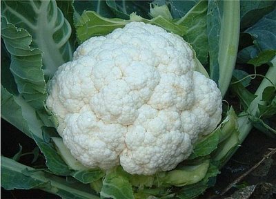 【野菜部屋~】E17 雪美早熟白花椰菜種子3公克(約610顆種子) , 特耐暑雨，生長強健 , 蕾莖甜嫩~