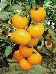 荷蘭百花園柳丁番茄種子10入/M0039