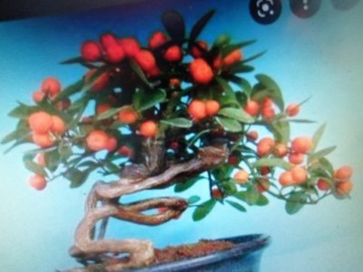 造型優美奇特漂亮好種植很會開花生果實的日本，金豆柑小品盆栽，2980元超商取貨免運費好種植喜歡全日照的環境是最小的橘子
