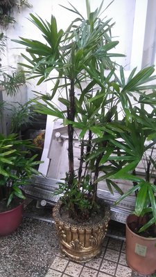 日本斑葉品種觀音棕竹.高150公分廉售