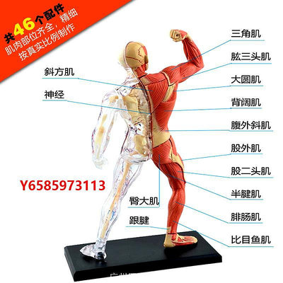模型4dmaster人體模型學肌骨骼模型骨架人體解剖結構模型仿真玩具