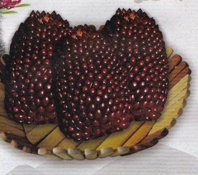 【蔬菜種子S121】草莓玉米~~為當今最流行的創意栽培品種，極具觀賞性。其果實甜度高，營養價值高，完全生食。