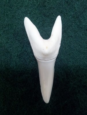 (馬加鯊牙)4.6  公分超大馬加鯊魚牙! 有缺損見識上鉤蠻力拉扯後結果.當標本或雕刻底材! #35.4620