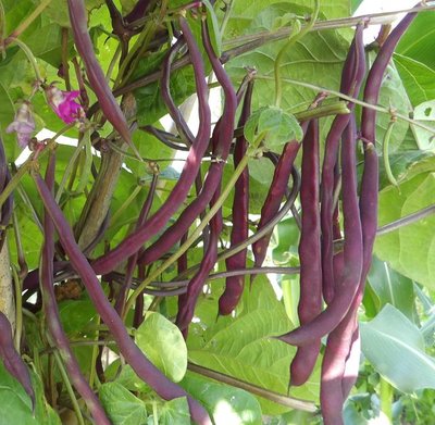 紫莢敏豆(紫雪) 四季豆--種子80顆30元