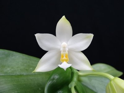 {親友蘭園} 蘭花拍賣之原生種蝴蝶蘭-P.violacea var alba 有香味