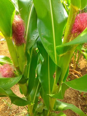 紅鬚玉米筍種子