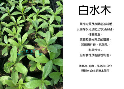 心栽花坊-白水木/3吋/綠籬植物/綠化植物/售價45特價40