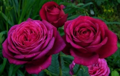 歌德玫瑰 Goethe Rose。悠遊山城(創始店)5-6吋盆玫瑰~特價350