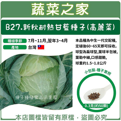 【蔬菜之家滿額免運】B27.新秋耐熱甘藍種子(高麗菜) 0.3克(約50顆)