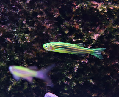 【成崧水族，10送1】綠仙子2型 斑馬魚 小型魚 熱帶魚