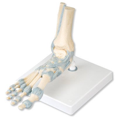 (MD-C72)3B進口高級配置韌帶的足骨骼模型 足踝關節韌帶肌腱跟腱模型M34