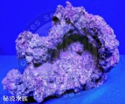 ♋ 秘境水族 ♋【美國CORAL REEF 】 珊瑚礁 人工活石(假活石) 適用裝飾/躲藏/繁殖 (TZ-D03)