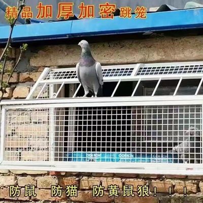 熱賣 鴿子跳籠 信鴿賽鴿用品用具 鴿棚鴿舍進口 只進不出跳籠~