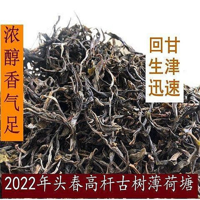 雲南茶葉優質薄荷塘普洱散茶散生茶2022年正宗薄荷塘特價普洱茶