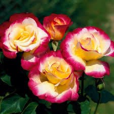 加拿大芳香歐月月季花苗 薔薇庭院盆栽綠植花卉 灌木月季擴張性植物四季開花2入/7吋盆